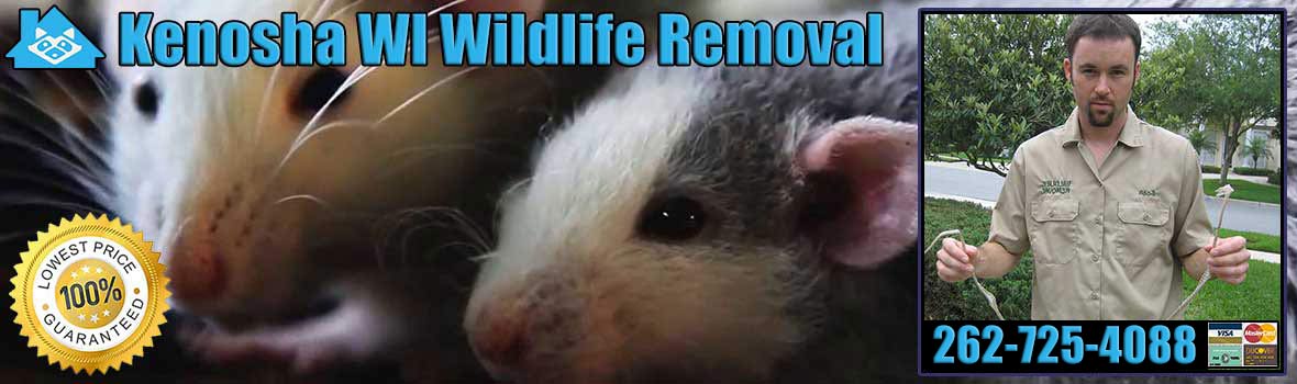 Kenosha Wildlife and Animal Removal